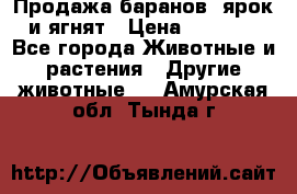Продажа баранов, ярок и ягнят › Цена ­ 3 500 - Все города Животные и растения » Другие животные   . Амурская обл.,Тында г.